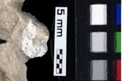 Foto (Detailansicht) von „Tithanotromota“ (NHMW-GEO-1990-0041-0200a)